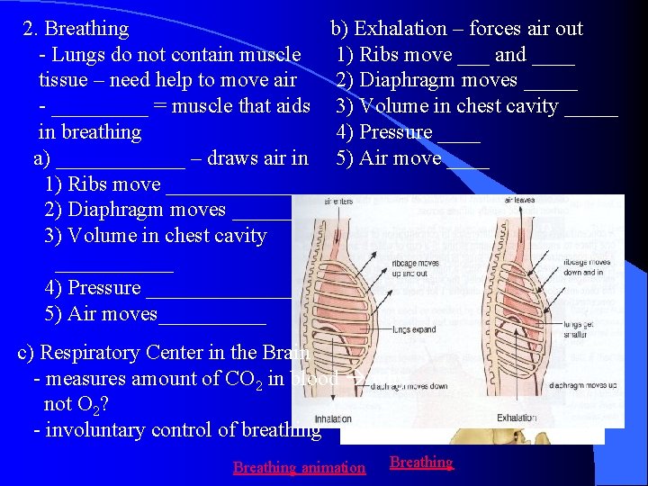 b) Exhalation – forces air out 2. Breathing 1) Ribs move ___ and ____