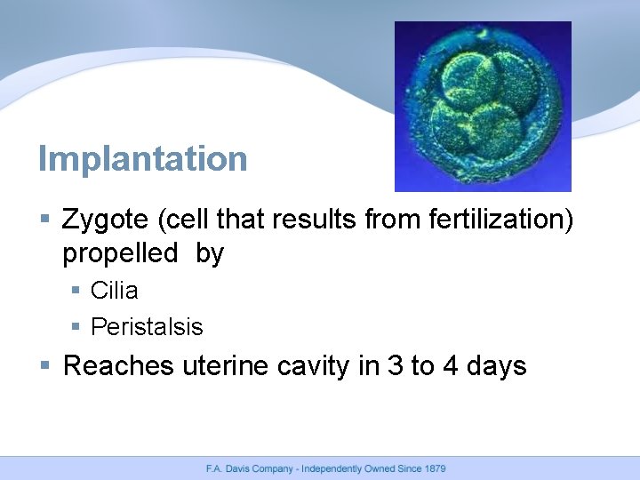 Implantation § Zygote (cell that results from fertilization) propelled by § Cilia § Peristalsis
