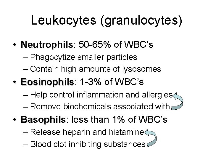 Leukocytes (granulocytes) • Neutrophils: Neutrophils 50 -65% of WBC’s – Phagocytize smaller particles – Leukocytes (granulocytes) • Neutrophils: Neutrophils 50 -65% of WBC’s – Phagocytize smaller particles –