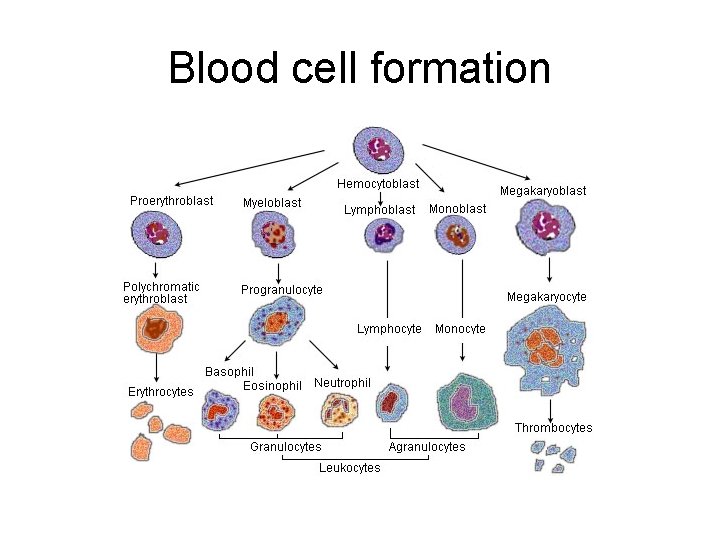 Blood cell formation Blood cell formation