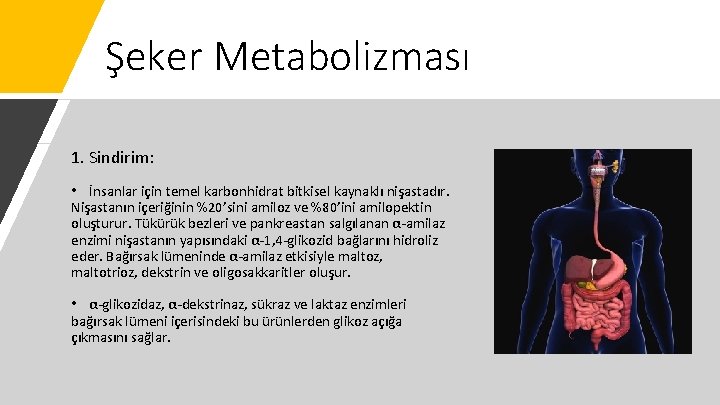 Şeker Metabolizması 1. Sindirim: • İnsanlar için temel karbonhidrat bitkisel kaynaklı nişastadır. Nişastanın içeriğinin