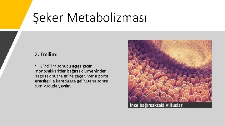 Şeker Metabolizması 2. Emilim: • Sindirim sonucu açığa çıkan monosakkaritler bağırsak lümeninden bağırsak hücrelerine