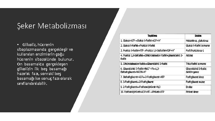 Şeker Metabolizması • Glikoliz, hücrenin sitoplazmasında gerçekleşir ve kullanılan enzimlerin çoğu hücrenin sitozolünde bulunur.