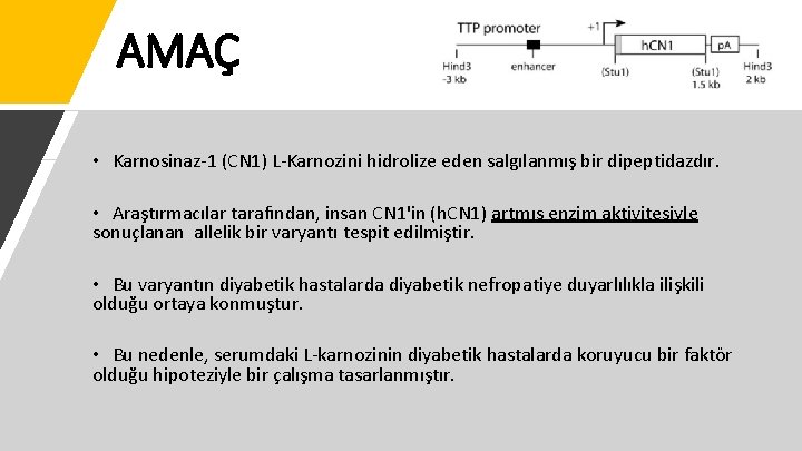 AMAÇ • Karnosinaz-1 (CN 1) L-Karnozini hidrolize eden salgılanmış bir dipeptidazdır. • Araştırmacılar tarafından,