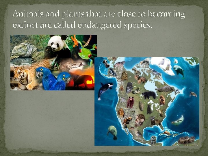 Animals and plants that are close to becoming extinct are called endangered species. 