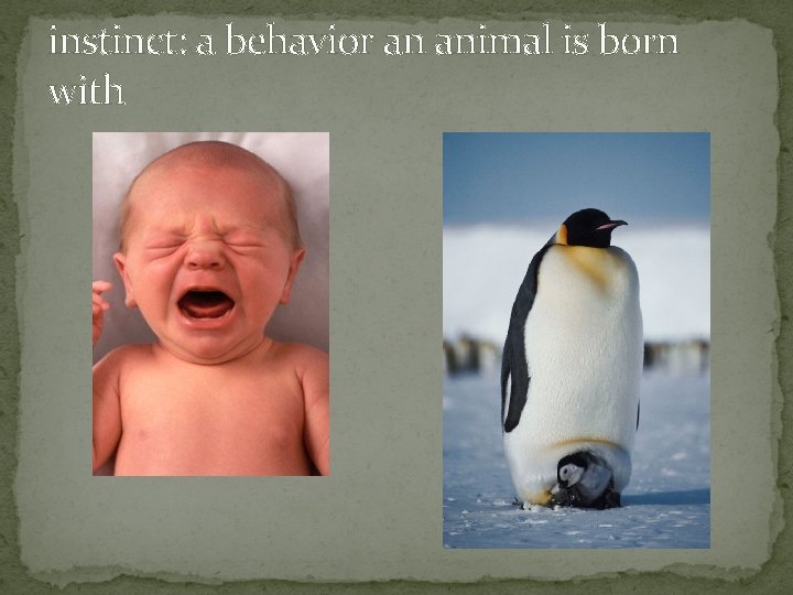 instinct: a behavior an animal is born with 