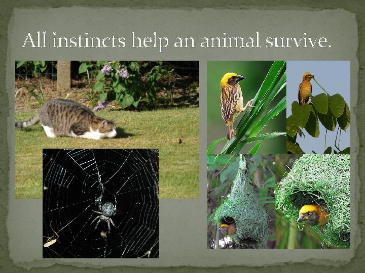 All instincts help an animal survive. 