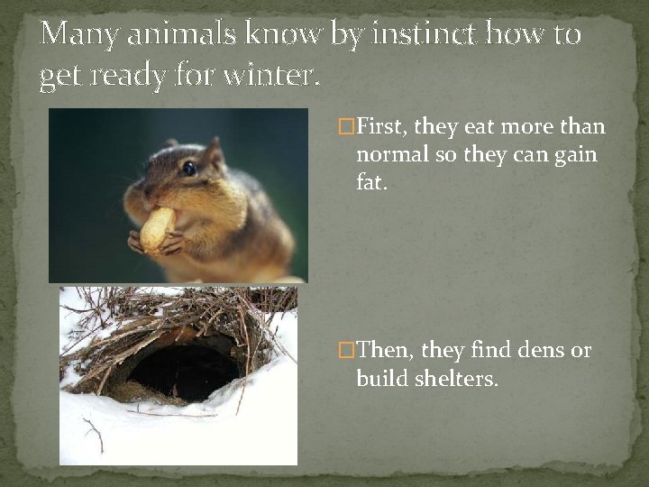 Many animals know by instinct how to get ready for winter. �First, they eat
