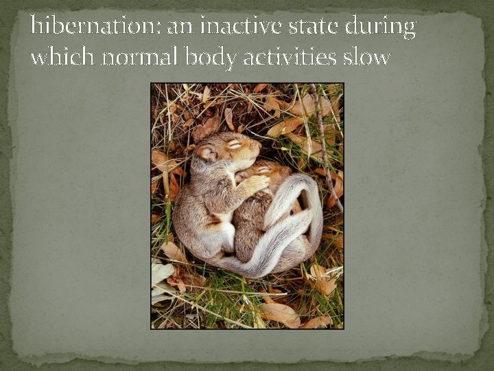 hibernation: an inactive state during which normal body activities slow 