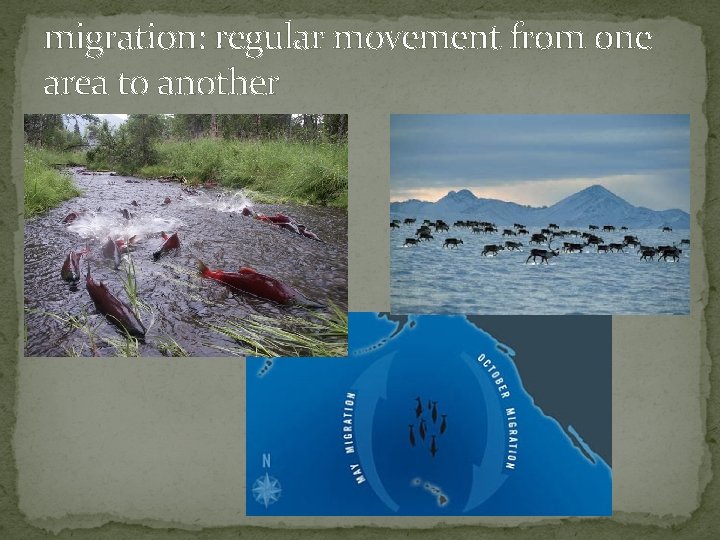migration: regular movement from one area to another 