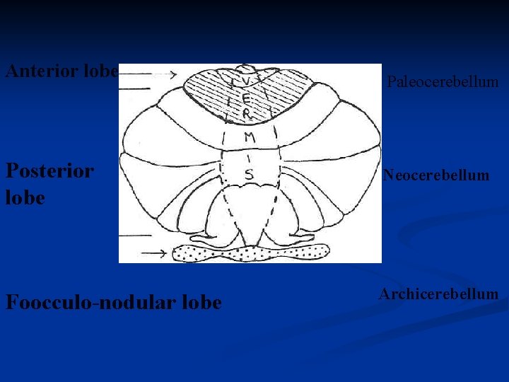 Anterior lobe Paleocerebellum Posterior lobe Neocerebellum Foocculo-nodular lobe Archicerebellum 