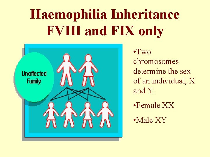 Haemophilia Inheritance FVIII and FIX only • Two chromosomes determine the sex of an