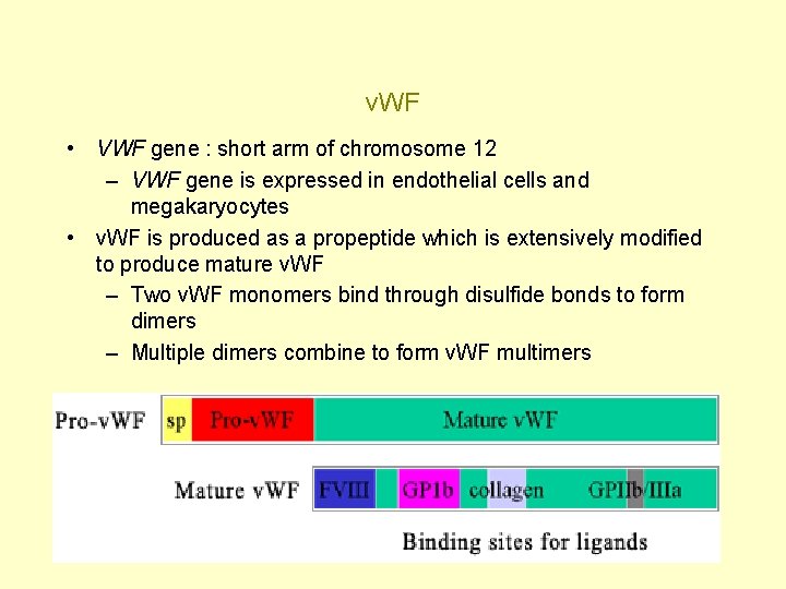 v. WF • VWF gene : short arm of chromosome 12 – VWF gene
