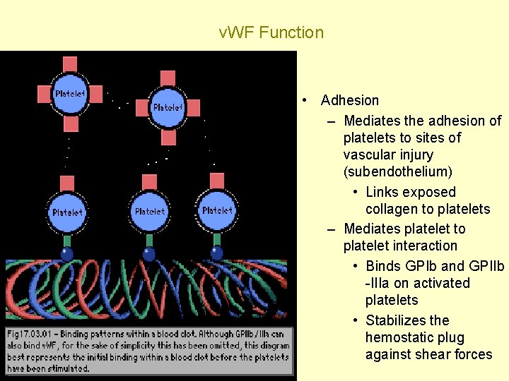 v. WF Function • Adhesion – Mediates the adhesion of platelets to sites of