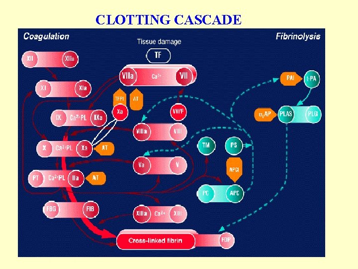CLOTTING CASCADE 