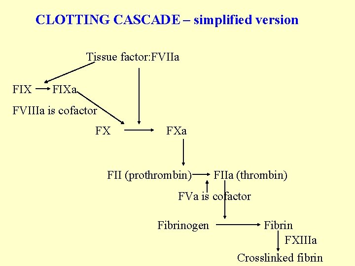 CLOTTING CASCADE – simplified version Tissue factor: FVIIa FIXa FVIIIa is cofactor FX FXa