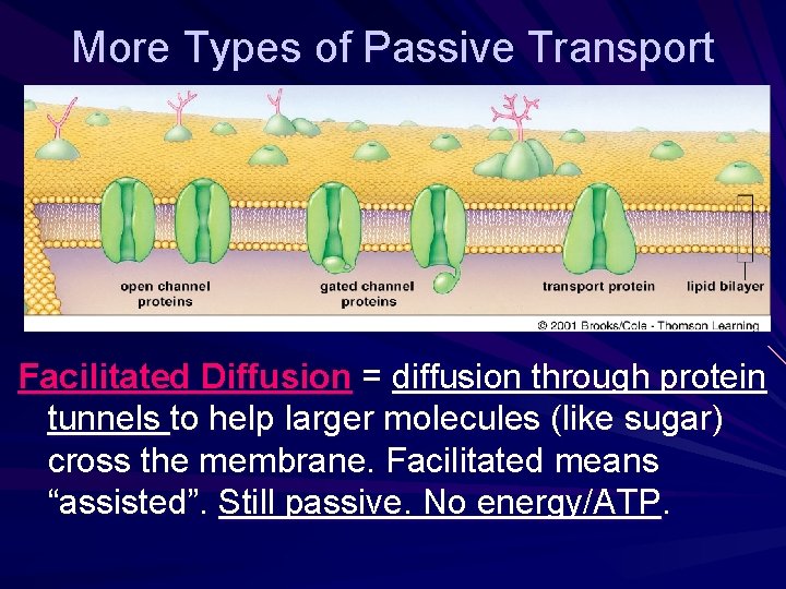 More Types of Passive Transport Facilitated Diffusion = diffusion through protein tunnels to help