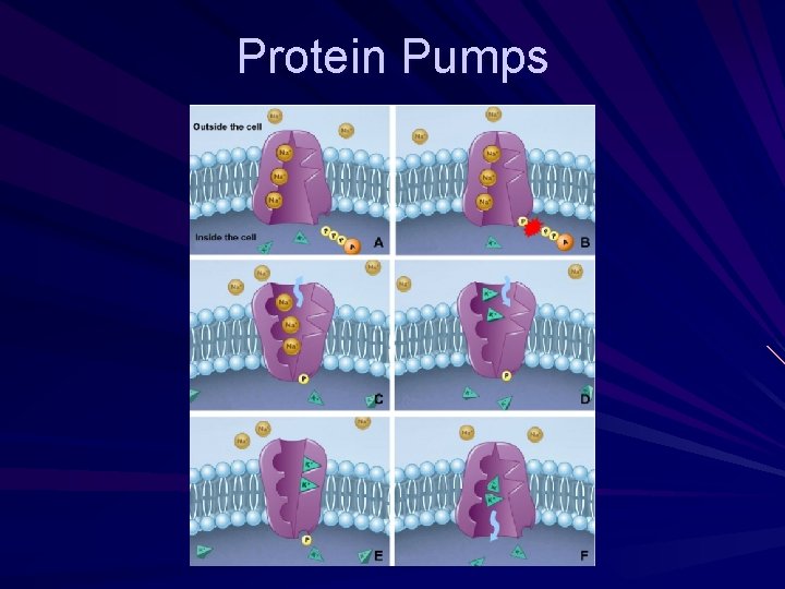 Membranes and Transport First the Phospholipid Challenge Membrane