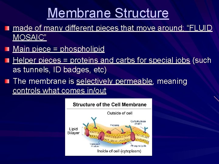 Membrane Structure made of many different pieces that move around; “FLUID MOSAIC” Main piece