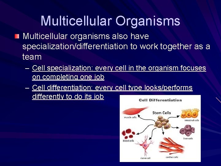 Multicellular Organisms Multicellular organisms also have specialization/differentiation to work together as a team –