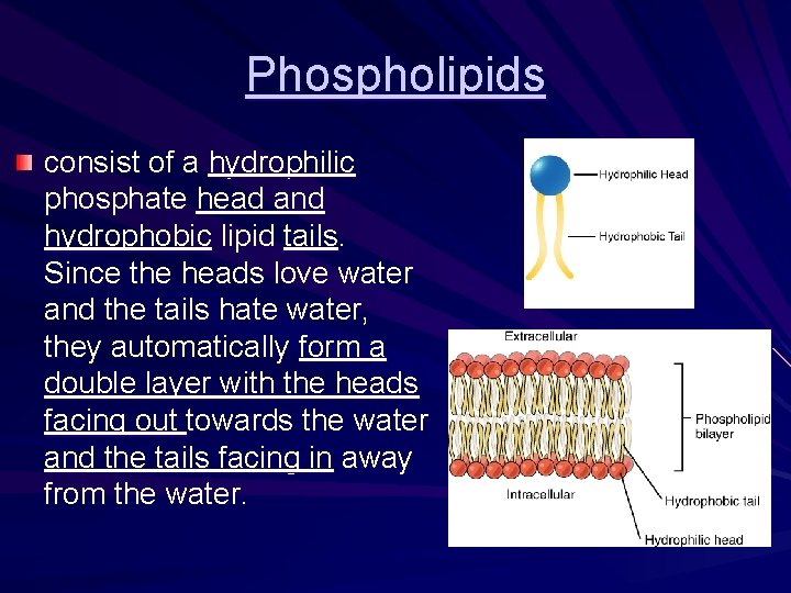 Phospholipids consist of a hydrophilic phosphate head and hydrophobic lipid tails. Since the heads