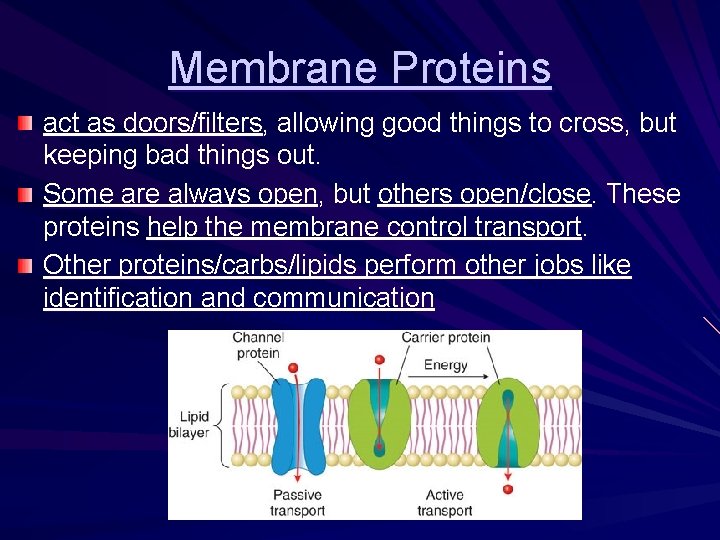 Membrane Proteins act as doors/filters, allowing good things to cross, but keeping bad things