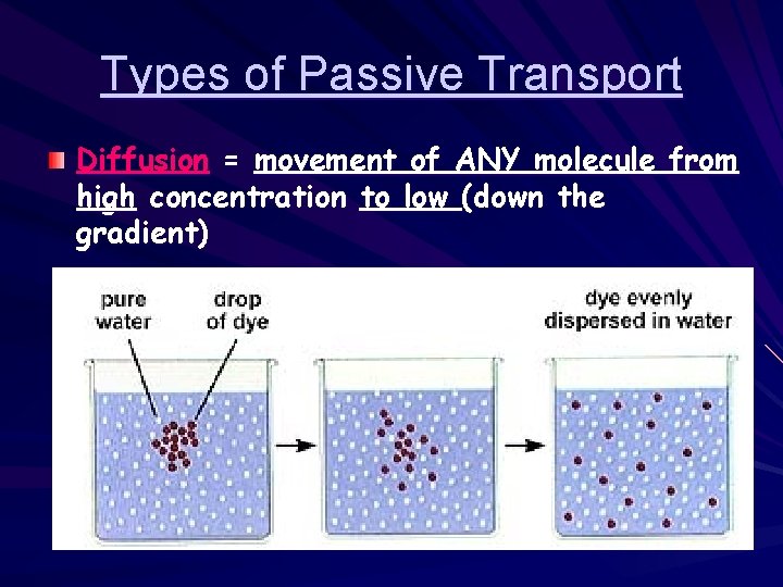 Types of Passive Transport Diffusion = movement of ANY molecule from high concentration to