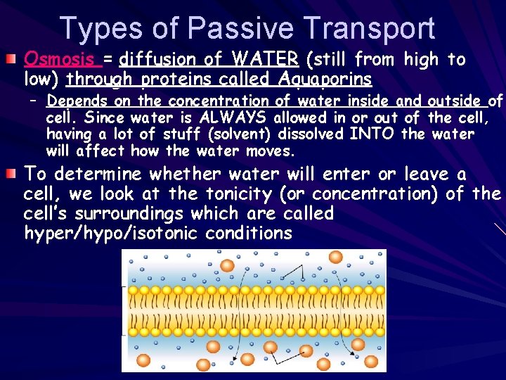 Types of Passive Transport Osmosis = diffusion of WATER (still from high to low)