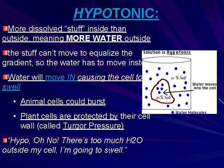 HYPOTONIC: More dissolved “stuff” inside than outside, meaning MORE WATER outside the stuff can’t