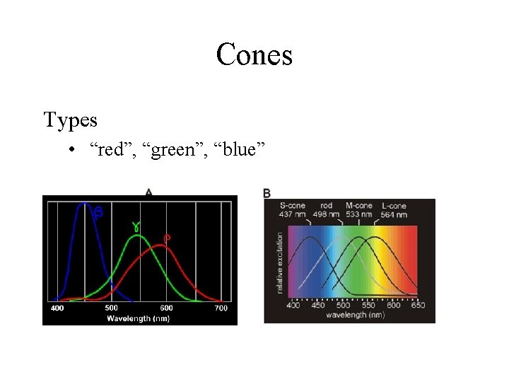 Cones Types • “red”, “green”, “blue” 