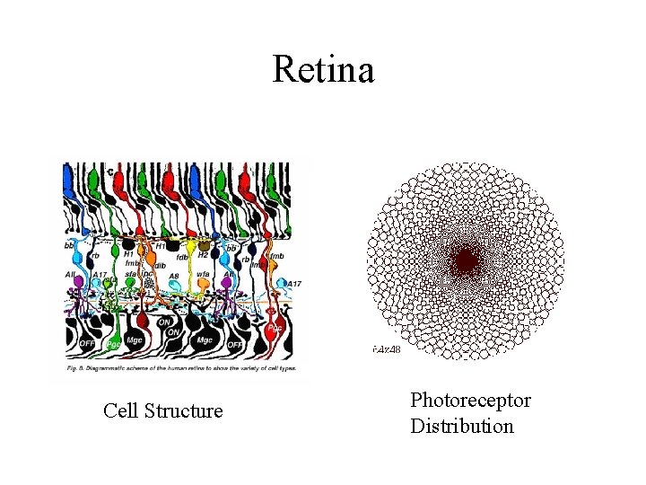 Retina Cell Structure Photoreceptor Distribution 