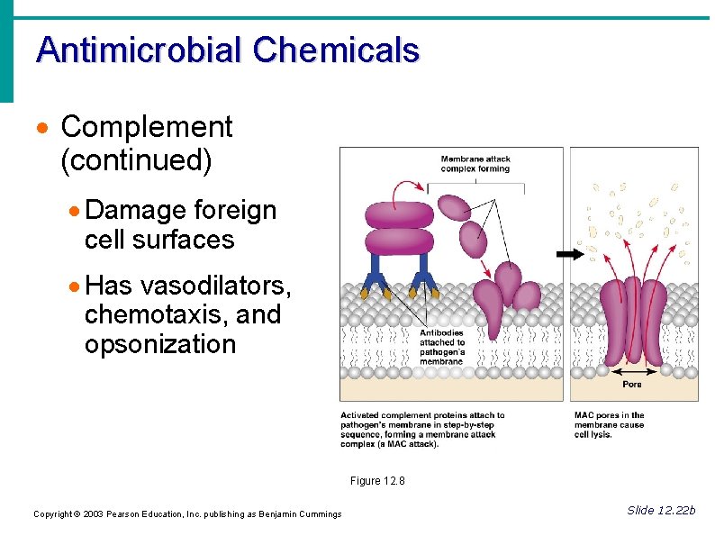Antimicrobial Chemicals Complement (continued) Damage foreign cell surfaces Has vasodilators, chemotaxis, and opsonization Figure