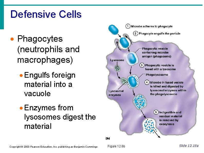 Defensive Cells Phagocytes (neutrophils and macrophages) Engulfs foreign material into a vacuole Enzymes from