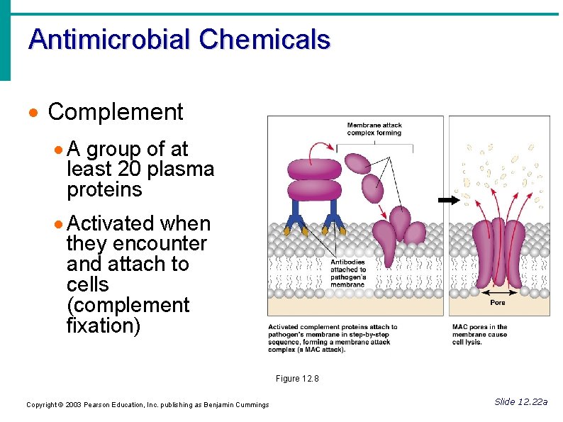 Antimicrobial Chemicals Complement A group of at least 20 plasma proteins Activated when they