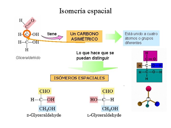 Isomería espacial tiene Gliceraldehído Un CARBONO ASIMÉTRICO Lo que hace que se puedan distinguir