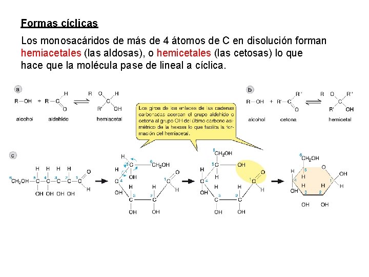 Formas cíclicas Los monosacáridos de más de 4 átomos de C en disolución forman