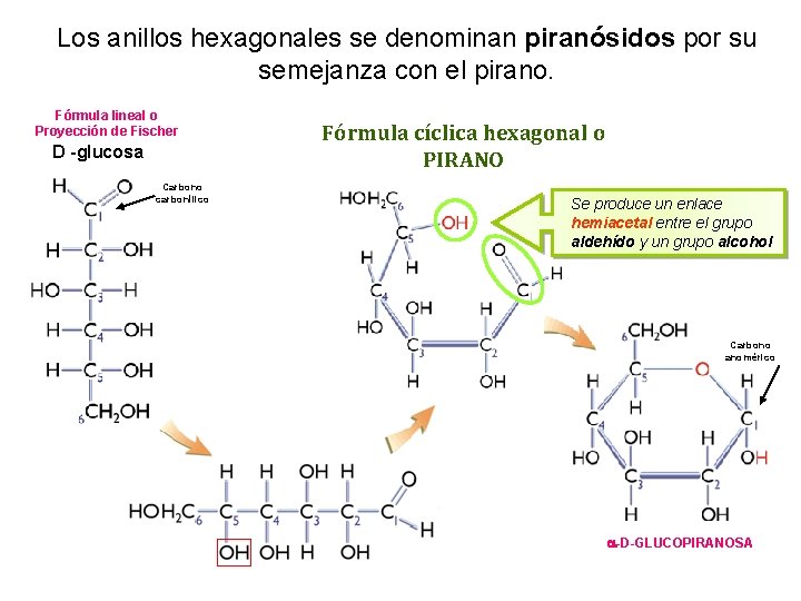 Los anillos hexagonales se denominan piranósidos por su semejanza con el pirano. Fórmula lineal