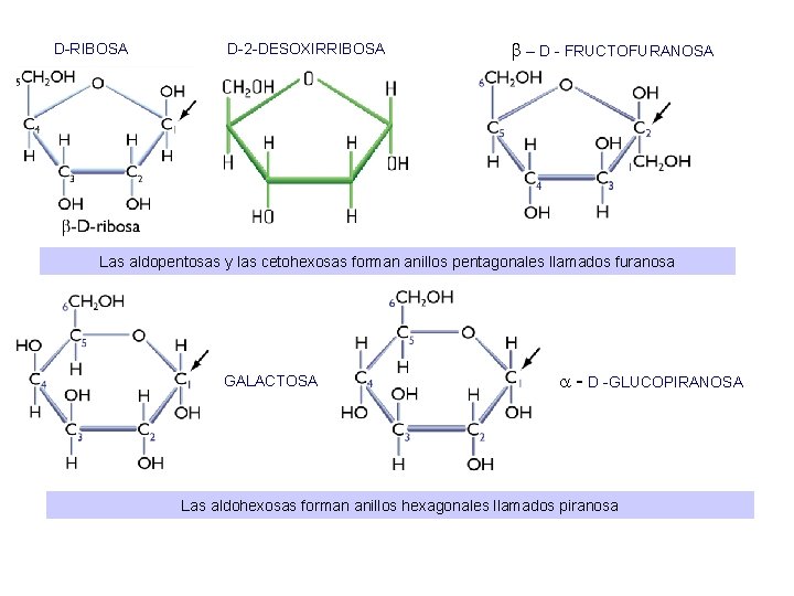 D-RIBOSA D-2 -DESOXIRRIBOSA – D - FRUCTOFURANOSA Las aldopentosas y las cetohexosas forman anillos