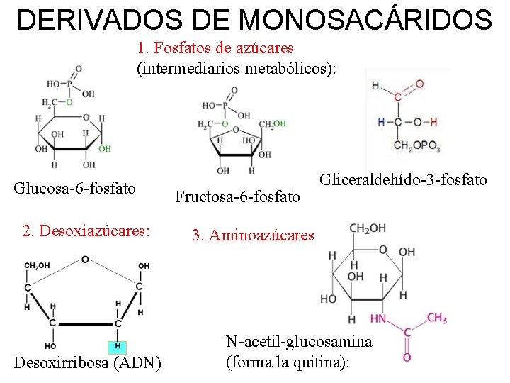 DERIVADOS DE MONOSACÁRIDOS 1. Fosfatos de azúcares (intermediarios metabólicos): Glucosa-6 -fosfato 2. Desoxiazúcares: Desoxirribosa