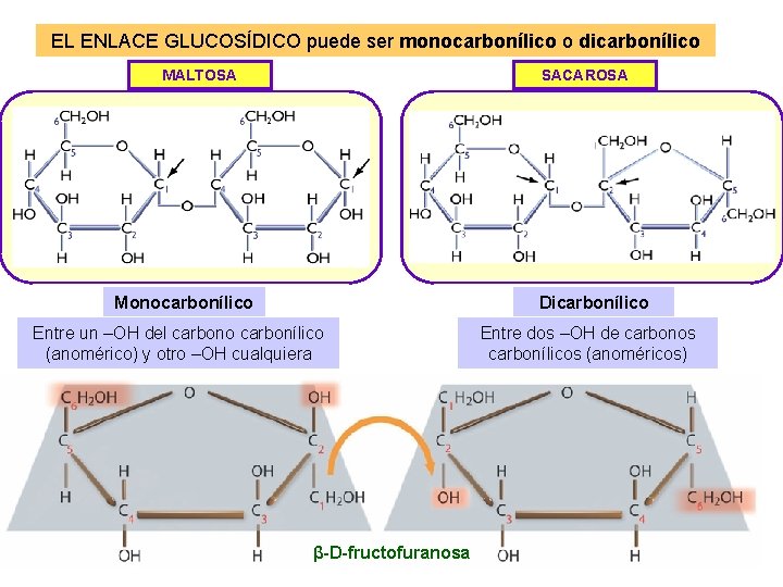 EL ENLACE GLUCOSÍDICO puede ser monocarbonílico o dicarbonílico MALTOSA SACAROSA Monocarbonílico Dicarbonílico Entre un
