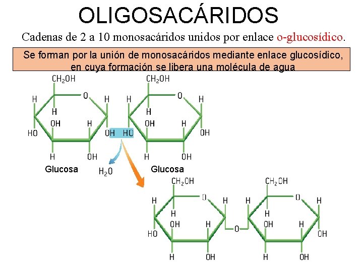 OLIGOSACÁRIDOS Cadenas de 2 a 10 monosacáridos unidos por enlace o-glucosídico. Se forman por