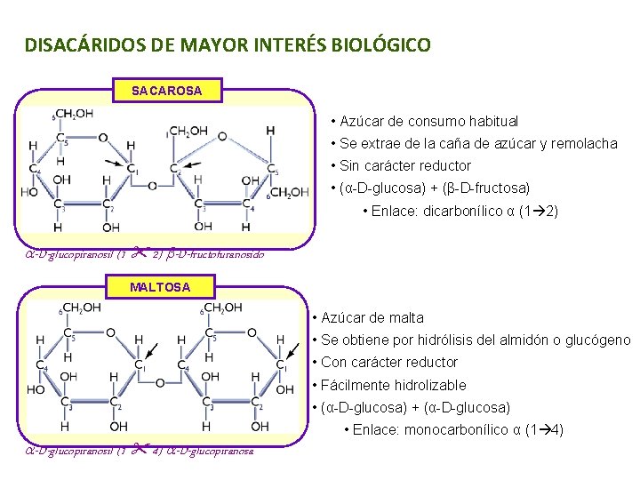 DISACÁRIDOS DE MAYOR INTERÉS BIOLÓGICO SACAROSA • Azúcar de consumo habitual • Se extrae