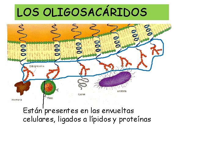 LOS OLIGOSACÁRIDOS Están presentes en las envueltas celulares, ligados a lípidos y proteínas 