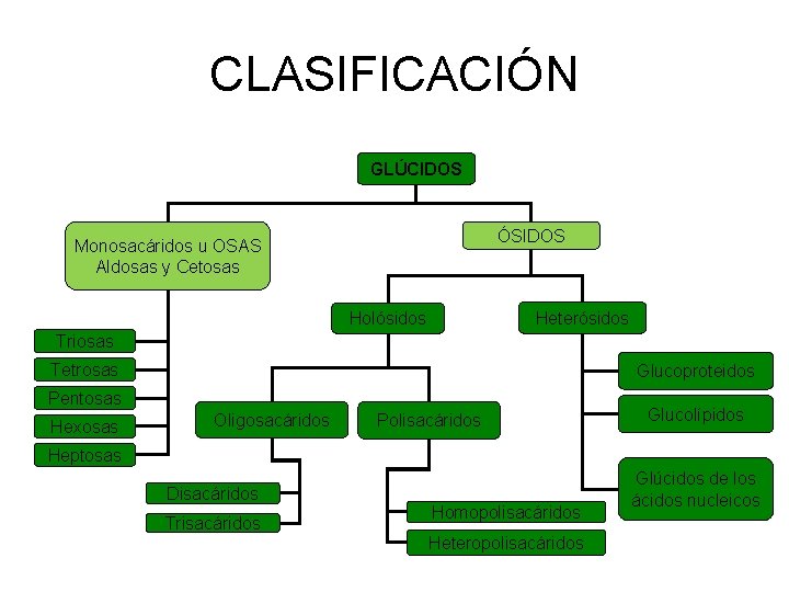 CLASIFICACIÓN GLÚCIDOS ÓSIDOS Monosacáridos u OSAS Aldosas y Cetosas Heterósidos Holósidos Triosas Tetrosas Glucoproteidos