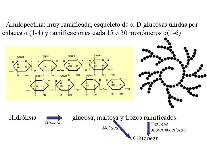 - Amilopectina: muy ramificada, esqueleto de α-D-glucosas unidas por enlaces α (1 -4) y