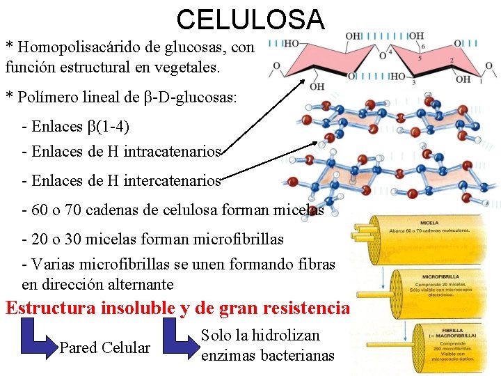 CELULOSA * Homopolisacárido de glucosas, con función estructural en vegetales. * Polímero lineal de