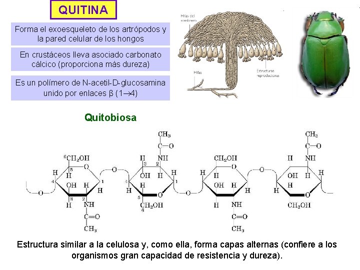 QUITINA Forma el exoesqueleto de los artrópodos y la pared celular de los hongos
