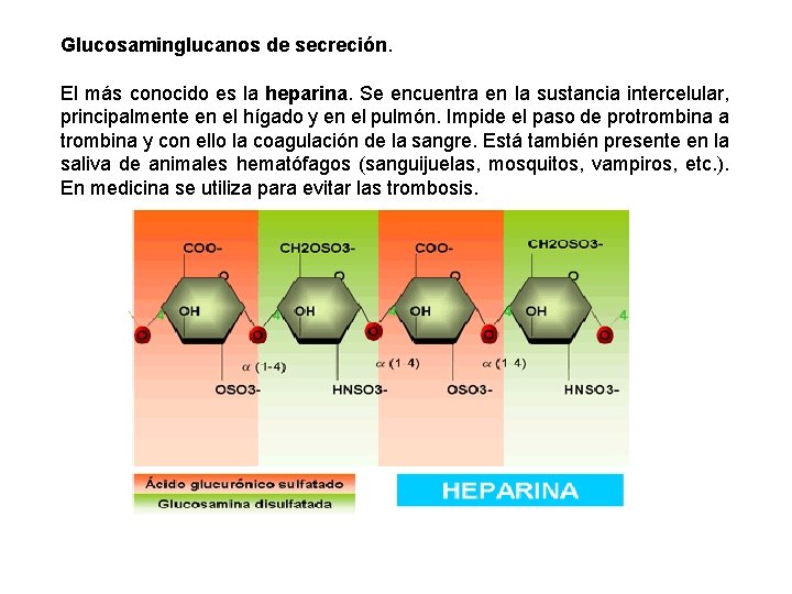 Glucosaminglucanos de secreción. El más conocido es la heparina. Se encuentra en la sustancia