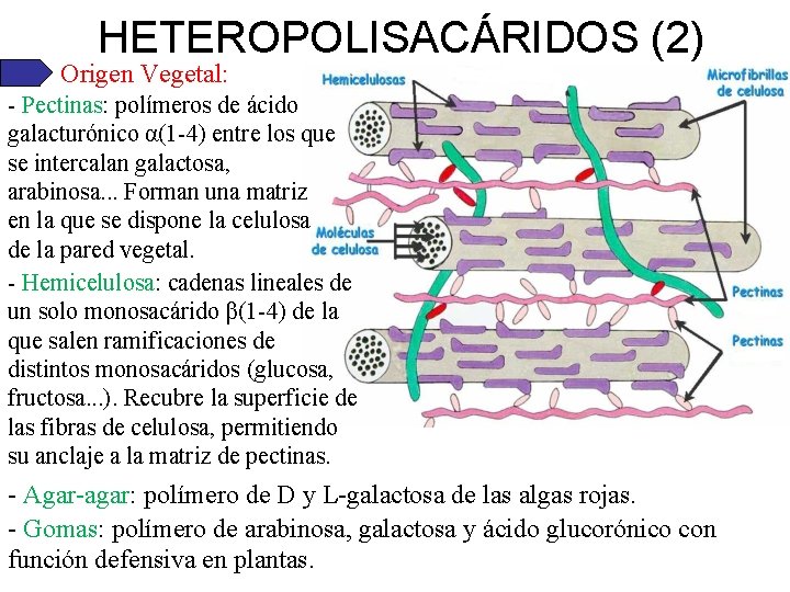 HETEROPOLISACÁRIDOS (2) Origen Vegetal: - Pectinas: polímeros de ácido galacturónico α(1 -4) entre los