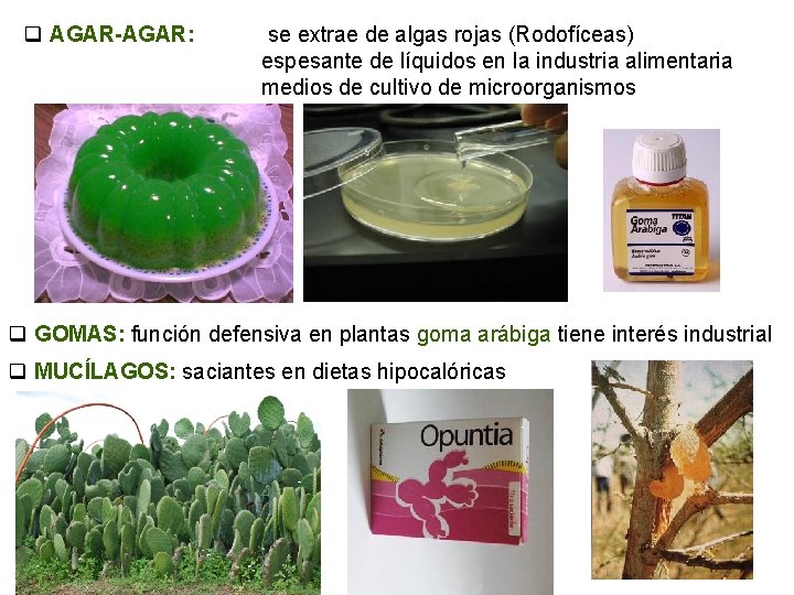 q AGAR-AGAR: se extrae de algas rojas (Rodofíceas) espesante de líquidos en la industria